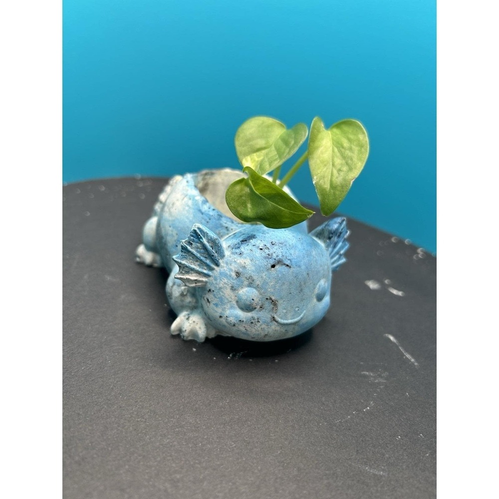 2 Axolotl  Concrete Planter Blue– Handmade Cement Succulent Plant  Pot, Handmade - Picture 10 of 12